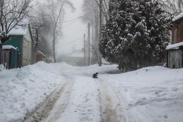 A Trees on a winter day.Foggy day.A road in somewhere
