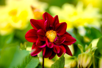 beautiful red dahlia flower in garden at bright sunny day