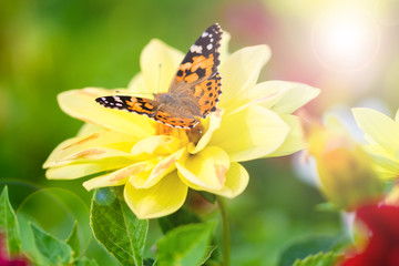Obraz premium beautiful butterfly on yellow dahlia flower in garden at bright sunny day