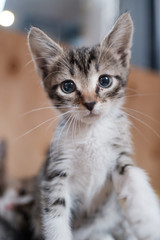 kitten with beautiful eyes, kitten's muzzle close-up gray striped cat close-up