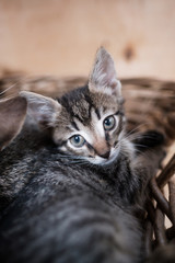 Gray kitten lies in a wicker basket. Zoo care. Beautiful muzzle. selective focus