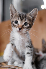 kitten with beautiful eyes, kitten's muzzle close-up gray striped cat close-up