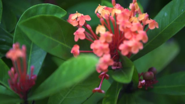 4k closeup of orange ish flowerss
