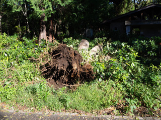 Obraz premium 台風被害にあった木の根