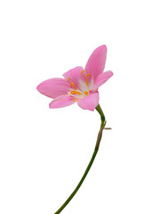Obraz na płótnie Canvas Beautiful pink flower isolated on a white background
