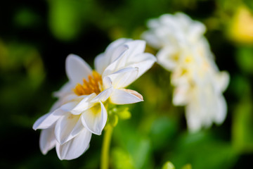 Naklejka na ściany i meble beautiful white dahlia flower in garden at bright sunny day