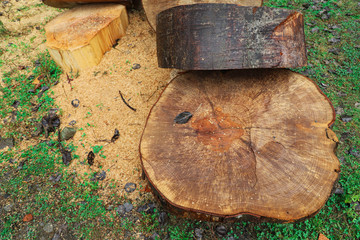 Sawn trees lie on moist ground.