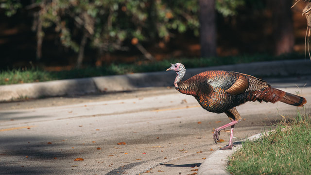 Florida Wild turkey crossing the road in Apopka.