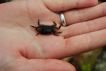 beetle in hand