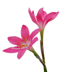 Beautiful pink flowers isolated on a white background