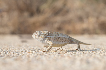 Chameleon in Xaghra, Malta