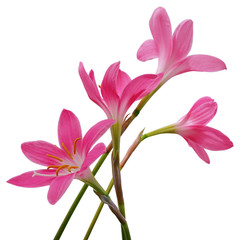 Beautiful pink flowers isolated on a white background