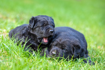 Two little black puppies of a Labrador retriever lying on the grass in the spring garden