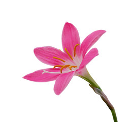 Obraz premium Beautiful pink flower isolated on a white background