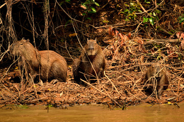Capybara on the Rio Cuiaba riverbank, Pantanal Brazil
