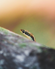 Bronze back tree snake  (Dendrelaphis tristis)