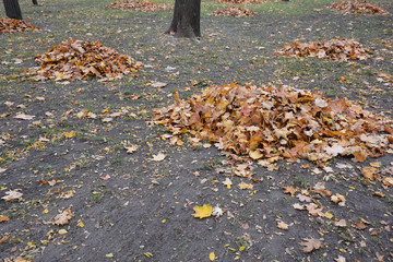 Cleaning fallen leaves in the garden