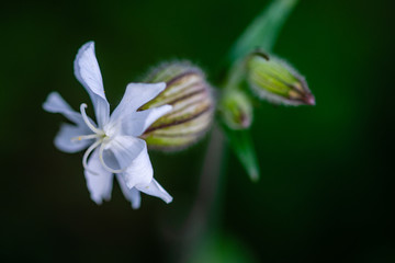 unopened buds of white flowers on blurred natural background