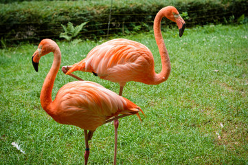 flamingo on white background