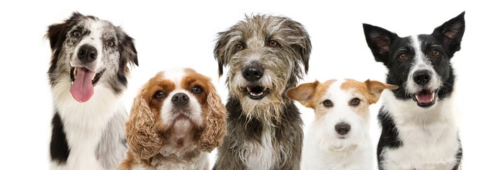 banner group five dogs breeds, cavalier, jack russell, sheepdog and border collie for web side....