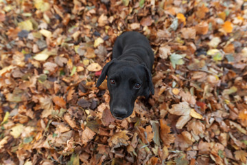 Dog black on the street in autumn leaves looks up