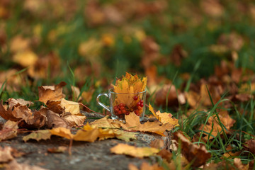 A tea Cup on the street among the autumn leaves stands with viburnum