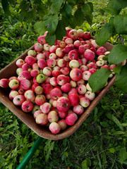 Closeup of the garden wheelbarrow full of ripe colorful apples in summer orchard, top view