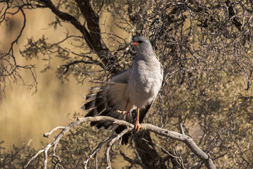 Autour chanteur,.Melierax canorus, Pale Chanting Goshawk