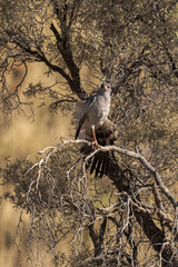 Autour chanteur,.Melierax canorus, Pale Chanting Goshawk
