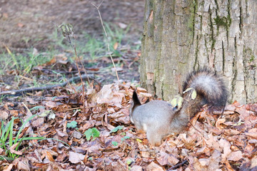 Squirrel under the tree in brown fallen leaves