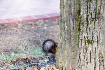 squirrel tail disappears behind a tree trunk