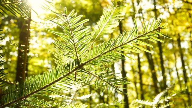 Tree branch sun rays pine nature