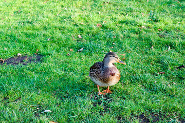 duck on the green autumn grass closeup
