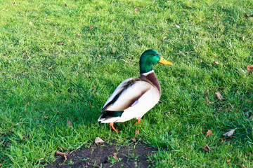 Obraz premium duck on the green autumn grass closeup