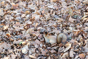 Obraz premium Squirrel in a fallen autumn leaves