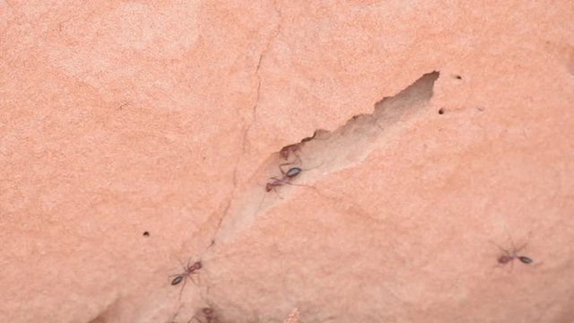Sahara Desert Ant (Cataglyphis bicolor) running along the sand dunes in an ant hill in Ras al Khaimah, United Arab Emirates.