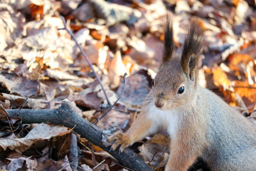 cute squirrel with hairy ears staying on the branch close up