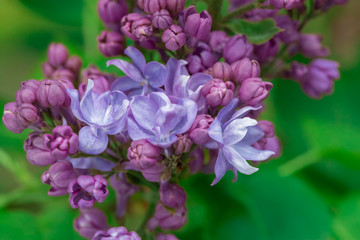 Lilac flower pink spring background.