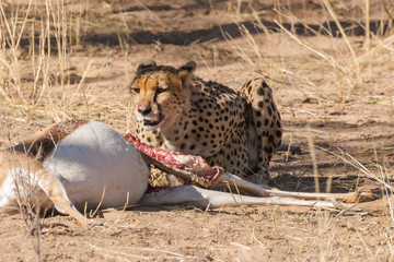 Guépard, cheetah, Acinonyx jubatus, Parc national du Kalahari, Afrique du Sud