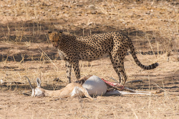 Guépard, cheetah, Acinonyx jubatus, Parc national du Kalahari, Afrique du Sud