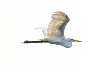 Great Egret in flight isolated on white background