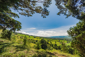 landscape with trees and blue sky