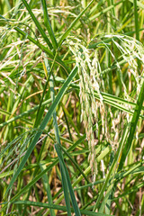 Organic rice seeds grown in rice fields.