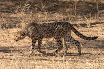 Obraz na płótnie Canvas Guépard, cheetah, Acinonyx jubatus, Parc national du Kalahari, Afrique du Sud