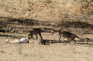 Guépard, cheetah, Acinonyx jubatus, Parc national du Kalahari, Afrique du Sud