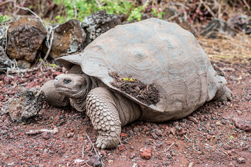 Galapagos giant tortoise on the Isabela Island walks along the bushes on the volcanic archipelago,...