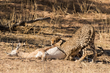 Guépard, cheetah, Acinonyx jubatus, Parc national du Kalahari, Afrique du Sud