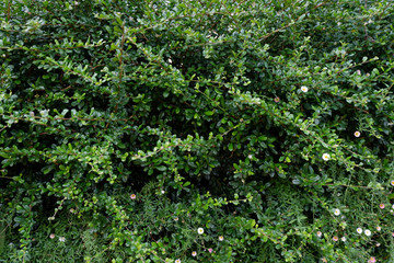 Obraz premium The green bush background has white and pink flowers.