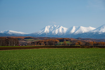 Fototapeta premium 初冬の午後の風景