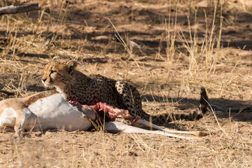 Guépard, cheetah, Acinonyx jubatus, Parc national du Kalahari, Afrique du Sud